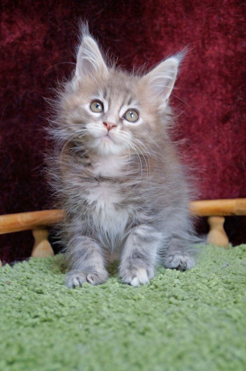 Ofeliya Maine Coon female blue tortie silver tabby - live animals
