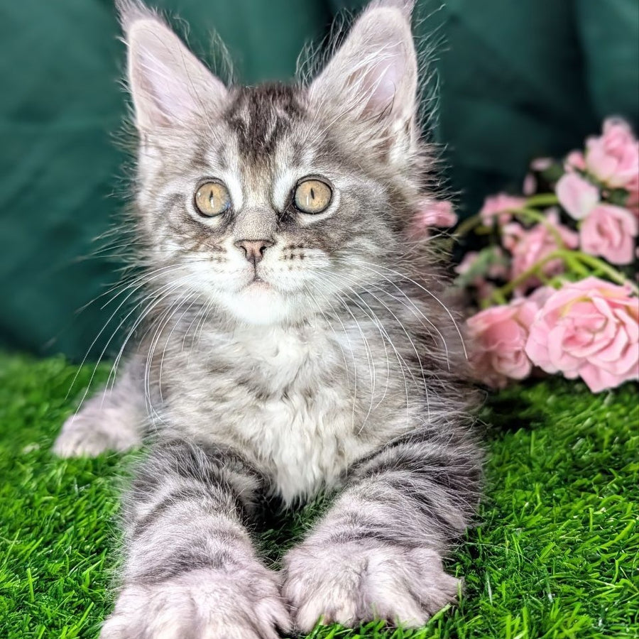 Ymir Maine Coon male, black silver tabby