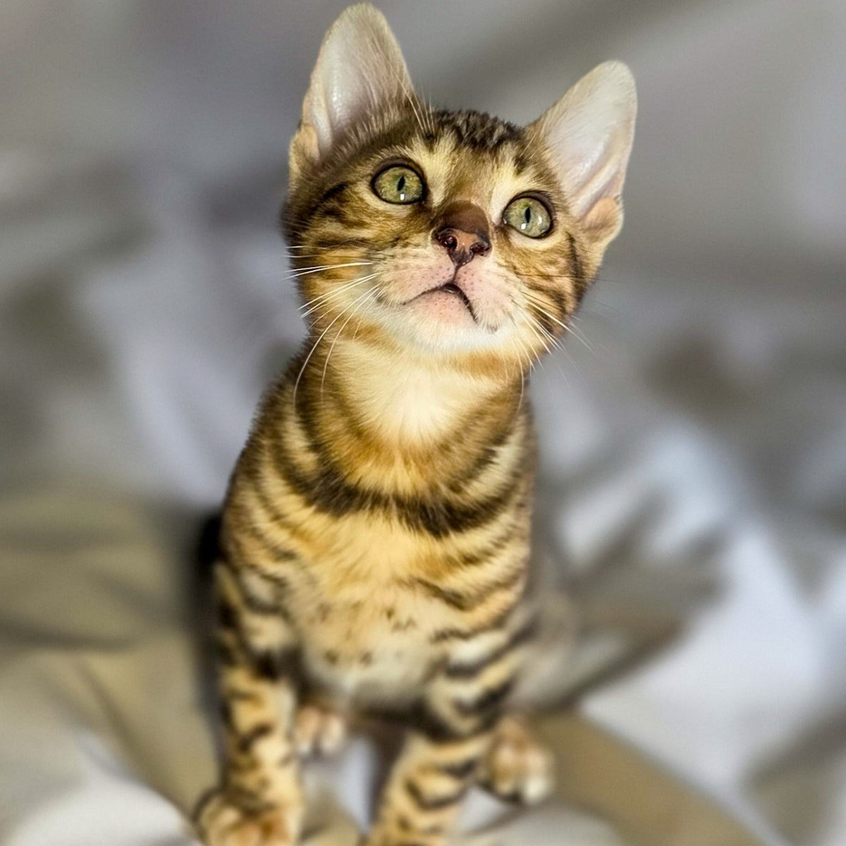Mike Bengal male, black spotted tabby