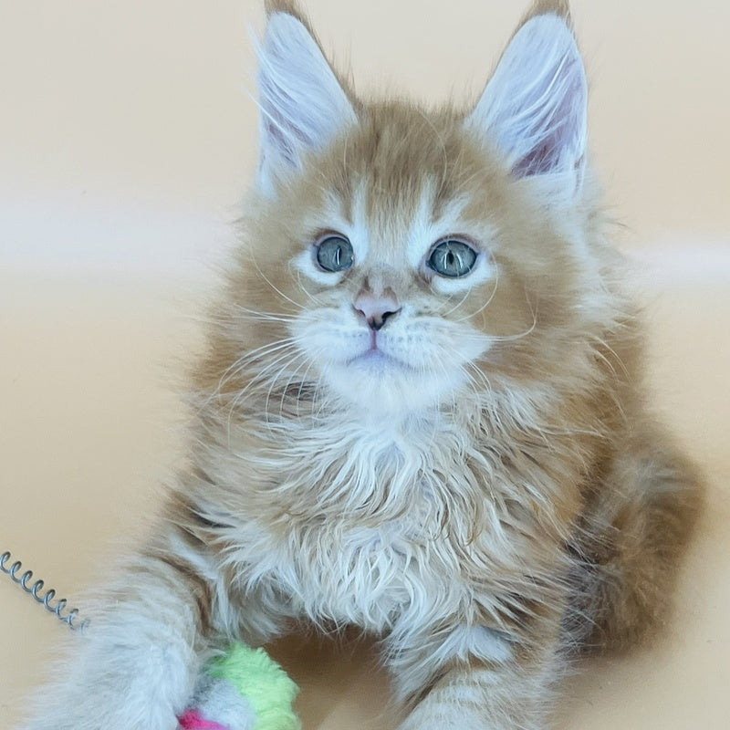 Brahms Maine Coon male, red tabby