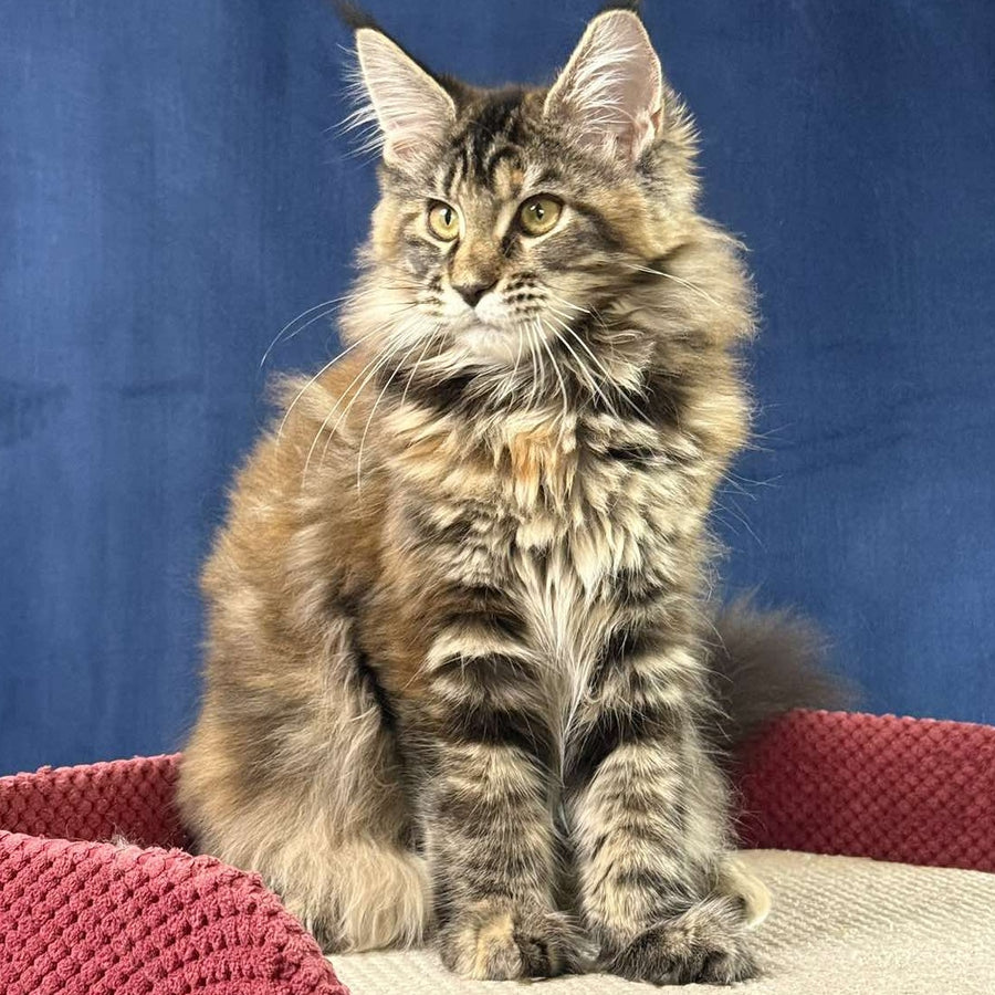 Calina Maine Coon female, black tortie tabby