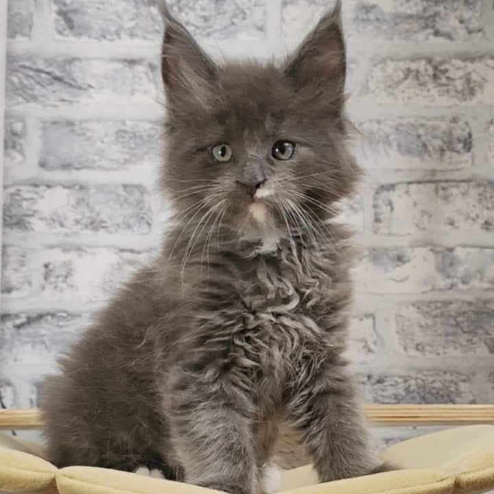 Candy Maine Coon female, blue with white