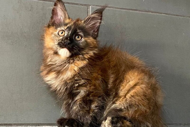 West Coast Maine Coon female, black tortie