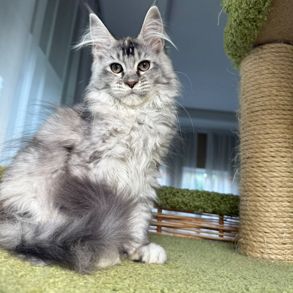 Juliet Maine Coon female, black tortie silver ticked tabby