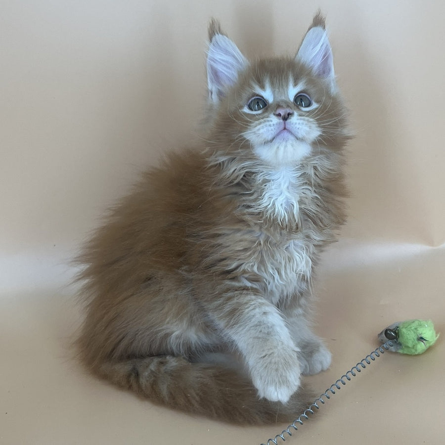 Brahms Maine Coon male, red tabby