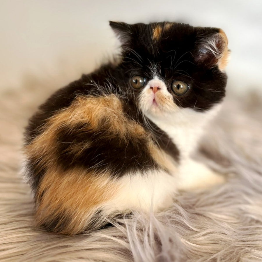 Coco Exotic female, black tortie bicolour