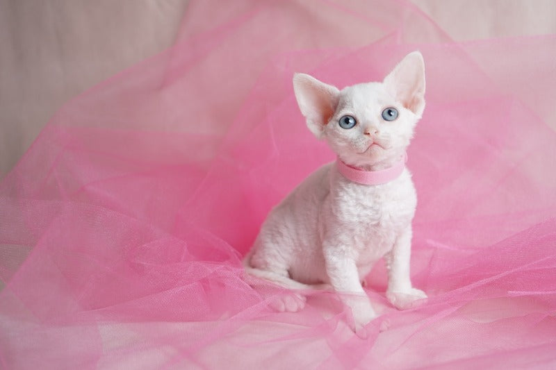 Nika Devon Rex female white - live animals