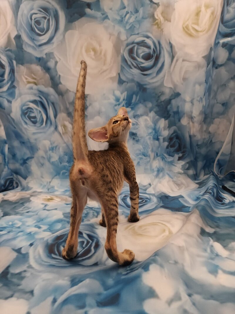 Pollyanna Oriental Shorthair female black tortie spotted tabby - live animals