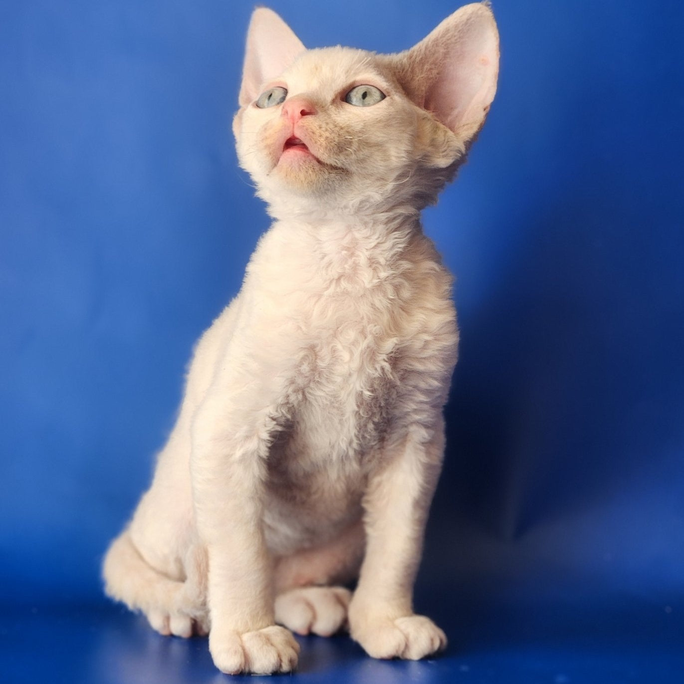 Maria Devon Rex female, chocolate tabby pointed