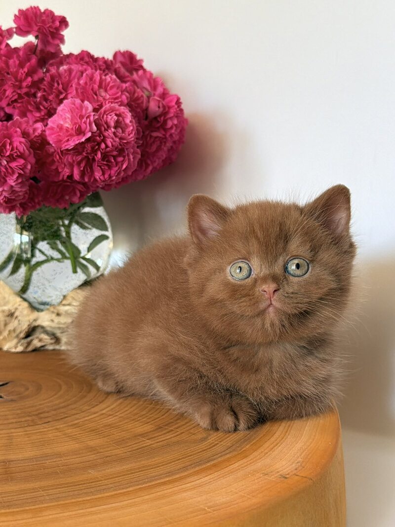 Fudge British Shorthair male, cinnamon