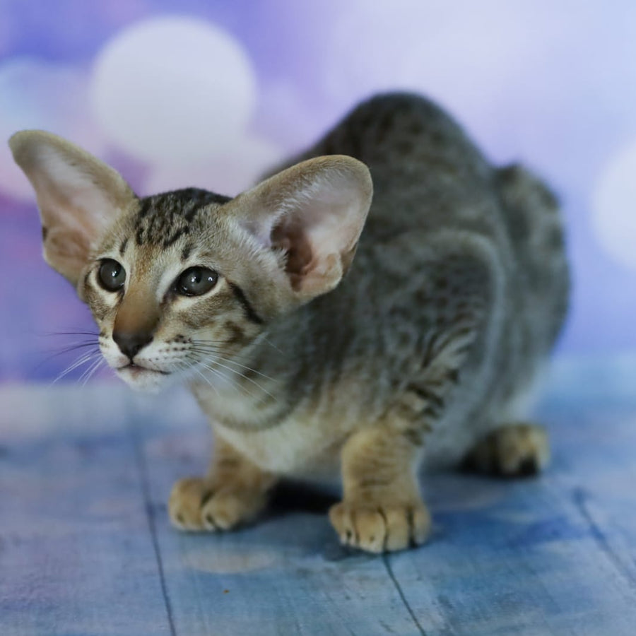 Perseus Oriental Shorthair male, black spotted tabby