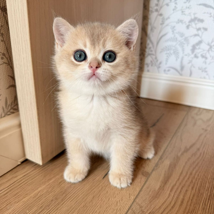 Viking British Shorthair male, blue golden shaded