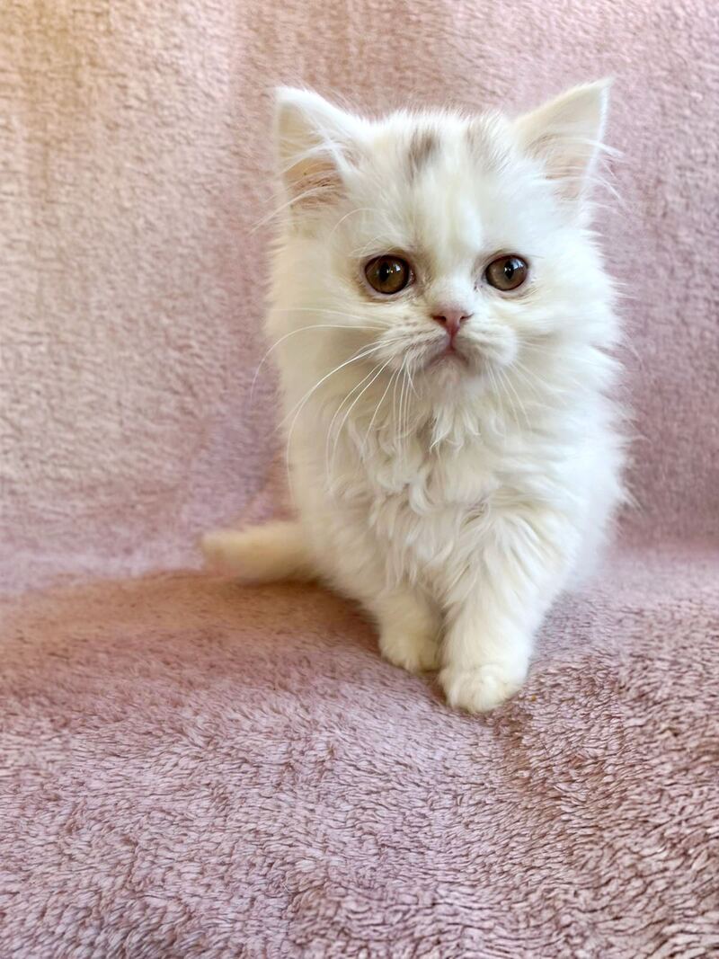White Milka Scottish Straight female white live animals