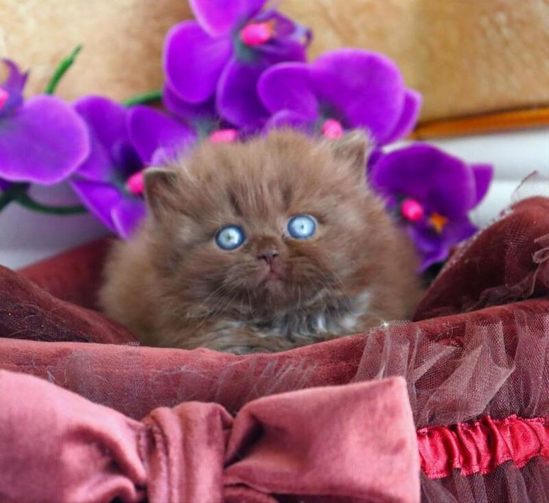Stream British Longhair male chocolate - live animals