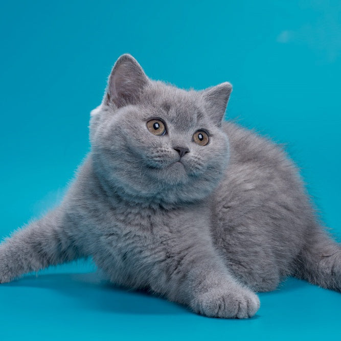 Roci British Shorthair male, blue