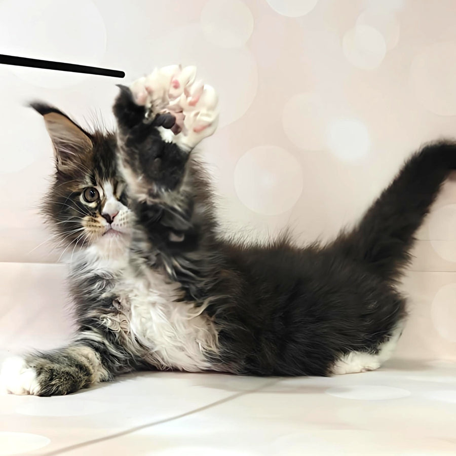 Cosmos Maine Coon polydactyl 6x6x6x6 male, black tabby with white