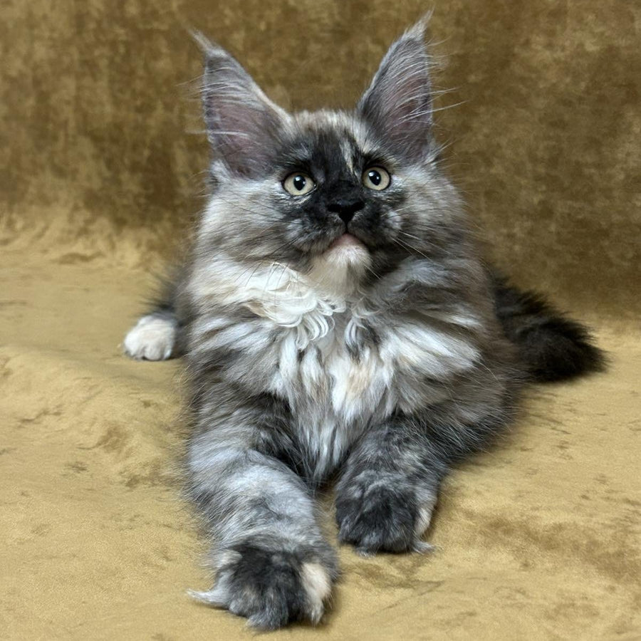 Roxy Maine Coon female, black tortie silver