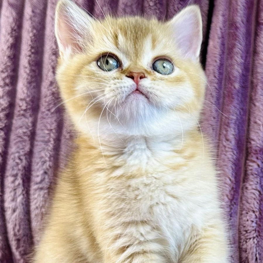 Golden Rose British Shorthair female, cinnamon golden shaded