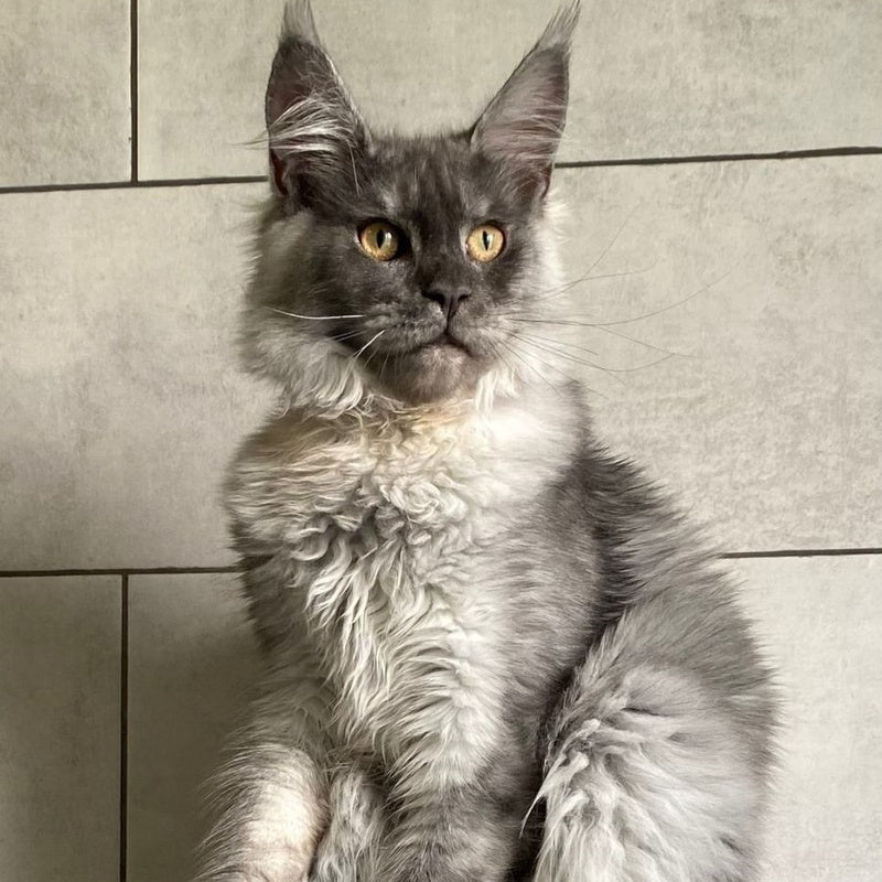 Quart Punch Maine Coon male, blue silver