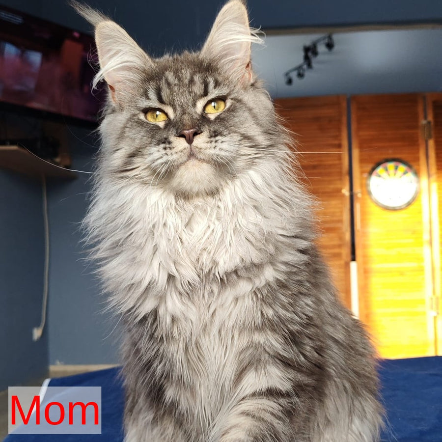 Runa Maine Coon female, black silver tabby