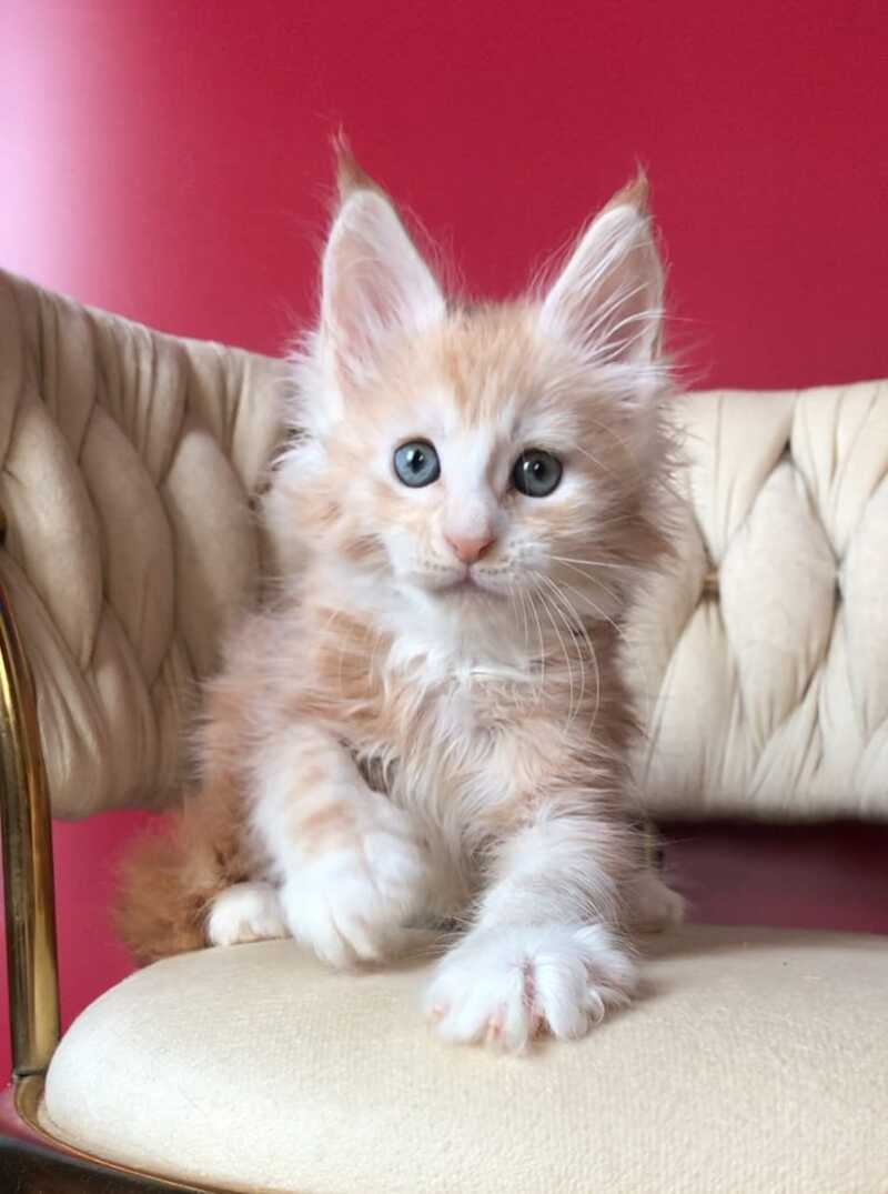 Yarik Maine Coon male, red silver tabby bicolour