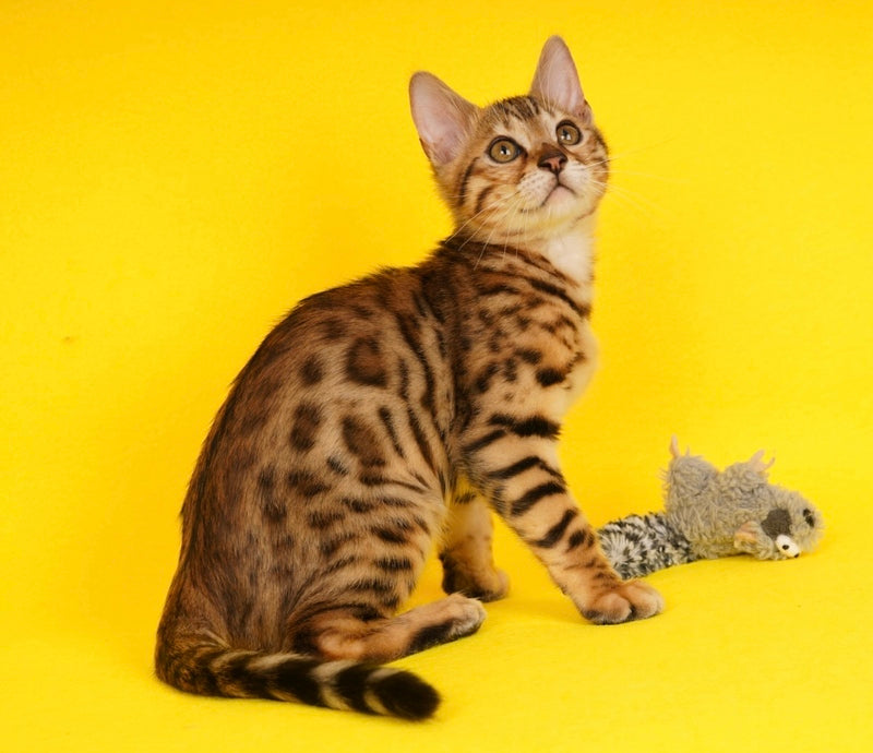 Jaguar Bengal male, black spotted tabby
