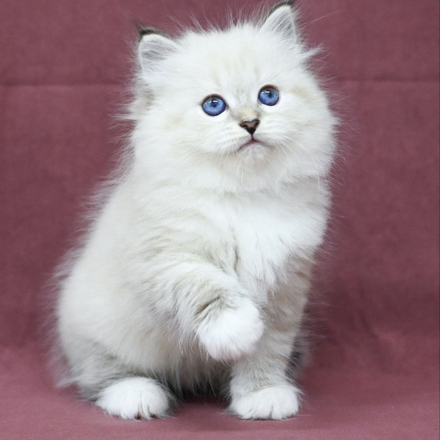 Magnat Siberian male, black tabby pointed with white