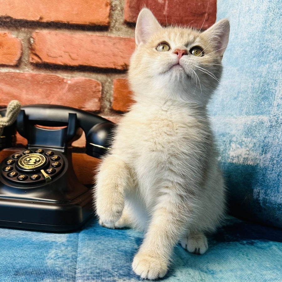 Jin British Shorthair male, blue golden spotted tabby