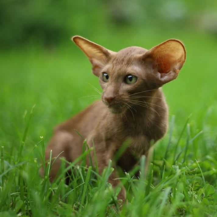 Opium Oriental Shorthair male, cinnamon