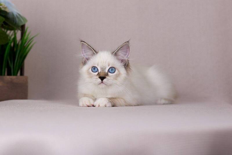 Galaxy Siberian female blue with white tabby pointed - live animals