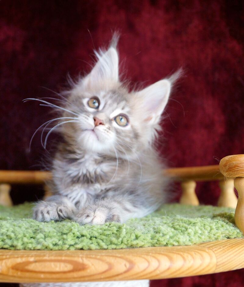 Oliviya Maine Coon female blue tortie silver tabby - live animals