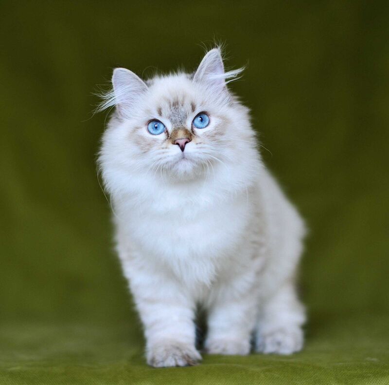 Olivia Siberian female, black tabby pointed