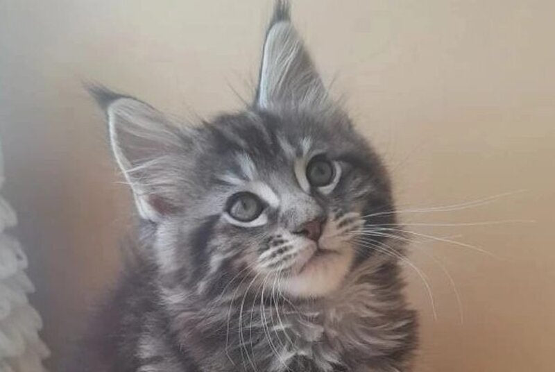 Dionysus Maine Coon male black silver tabby live animals