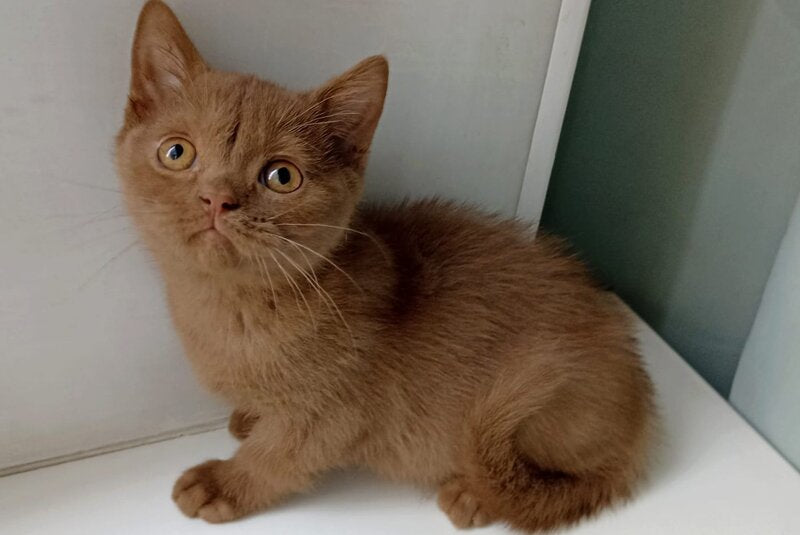 Felichita British Shorthair female, cinnamon