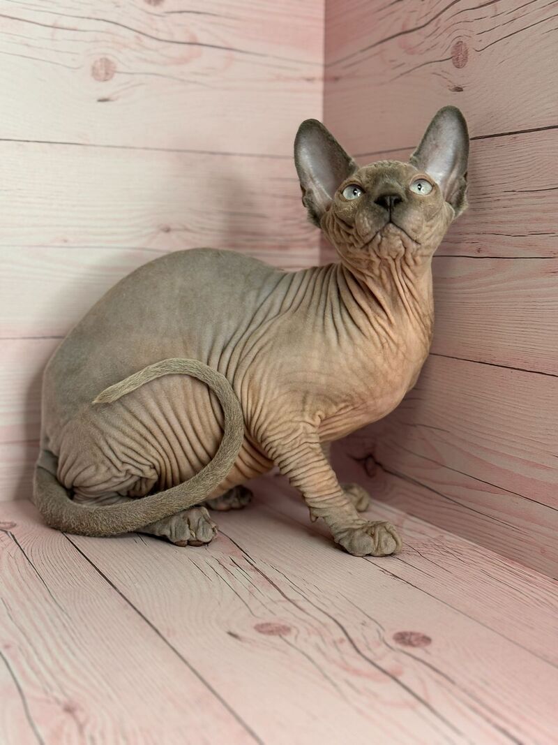 Aslan Canadian Sphynx male, blue pointed