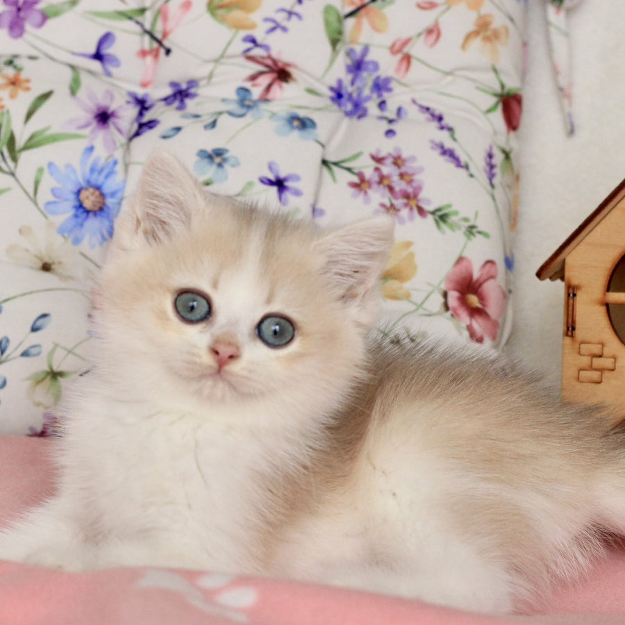 Watson British Shorthair male, blue golden chinchilla bicolour