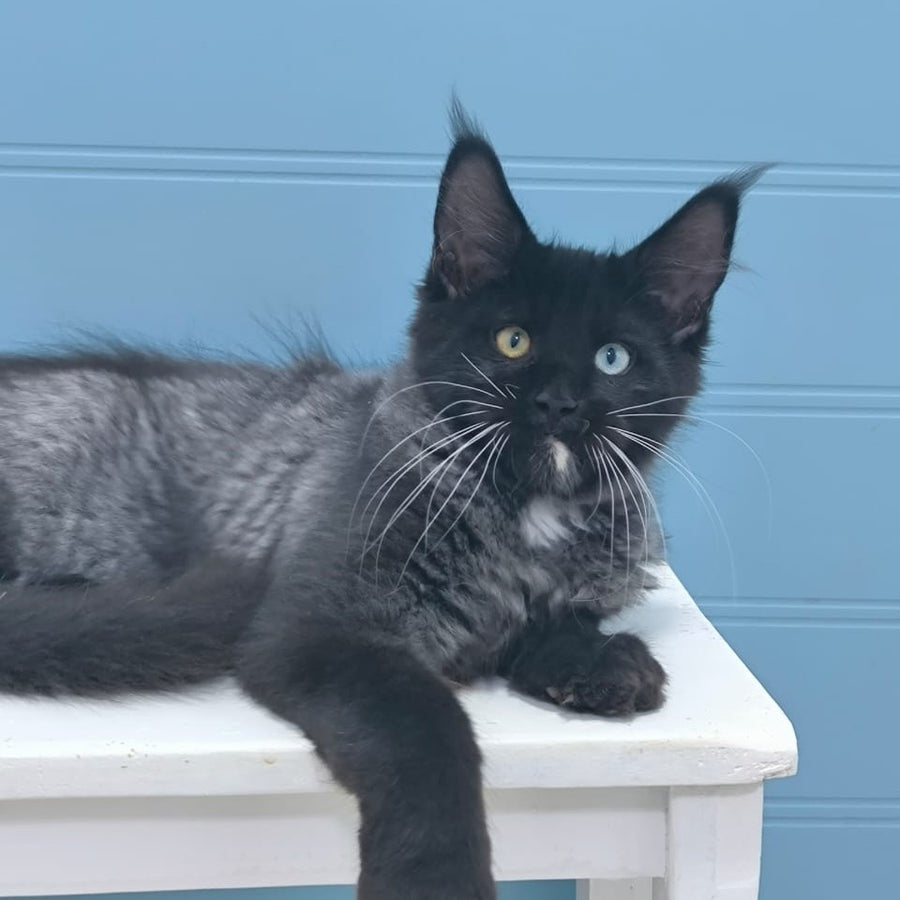 Jam Maine Coon male, black silver with white