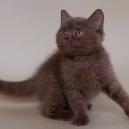 Vatson Scottish Fold male, cinnamon