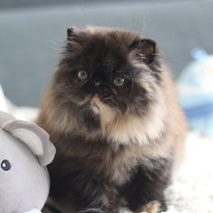 Cintia Persian female, black tortie