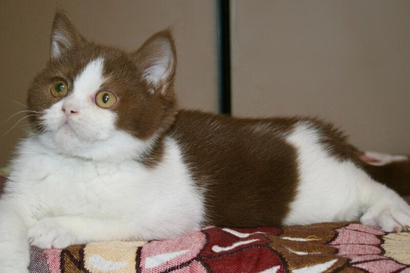 Jonathan British Shorthair male, cinnamon bicolour
