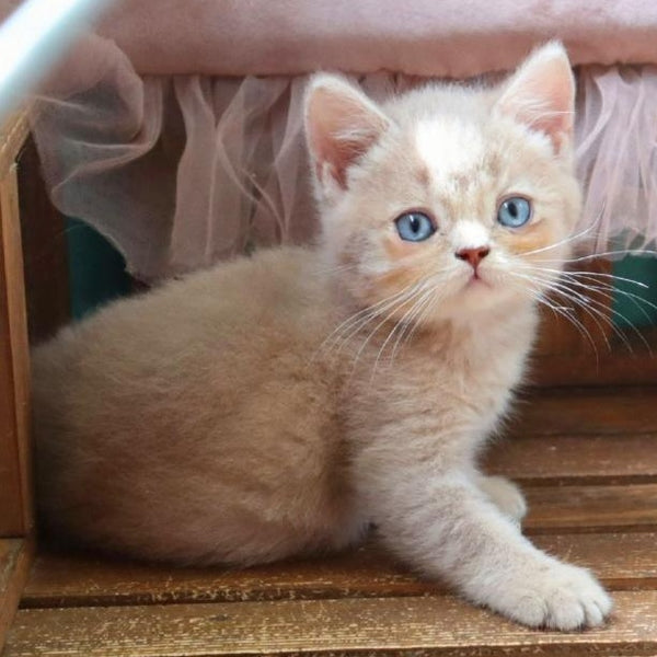 Pion British Shorthair male, lilac golden shaded