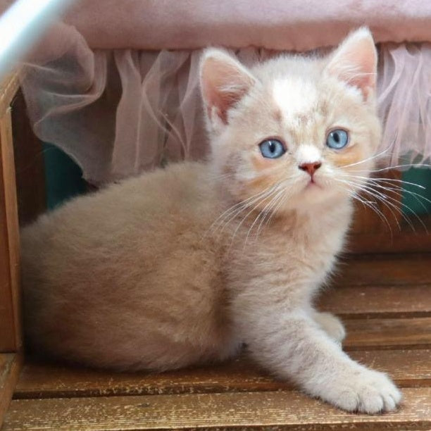 Pion British Shorthair male, lilac golden shaded