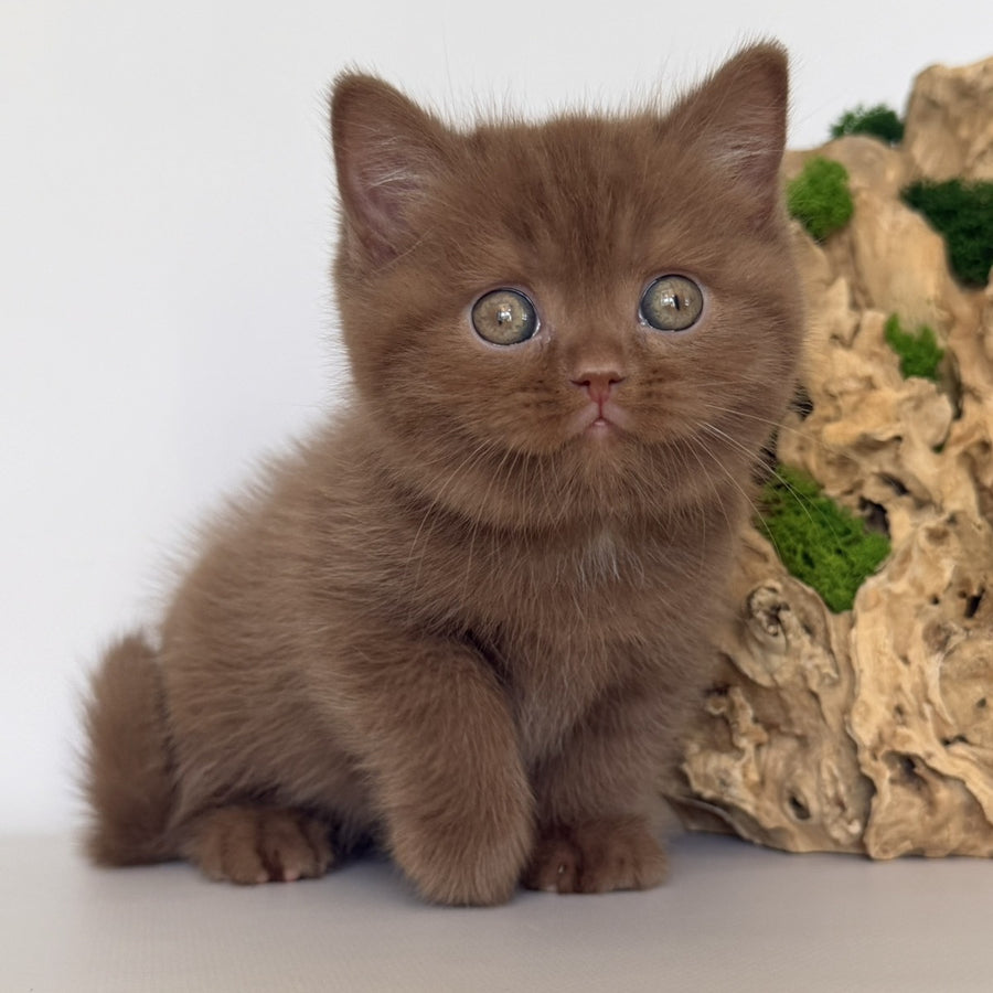 Gustav British Shorthair male, cinnamon