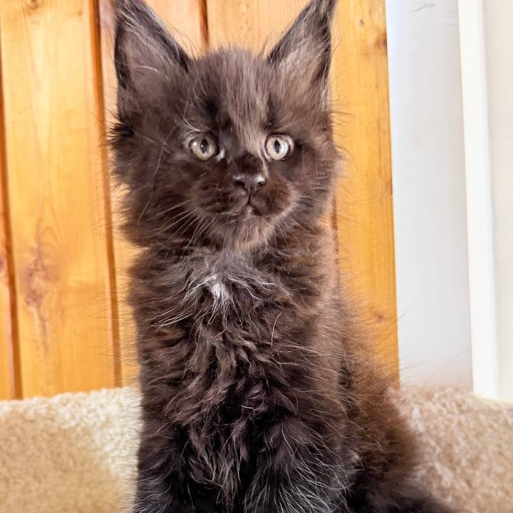 Olenna Maine Coon female, black with white