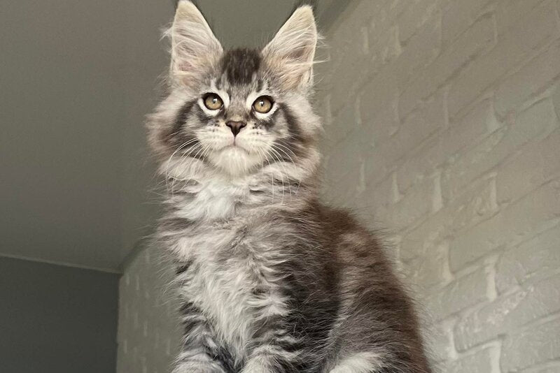 Xan Maine Coon male black silver ticked tabby - live animals