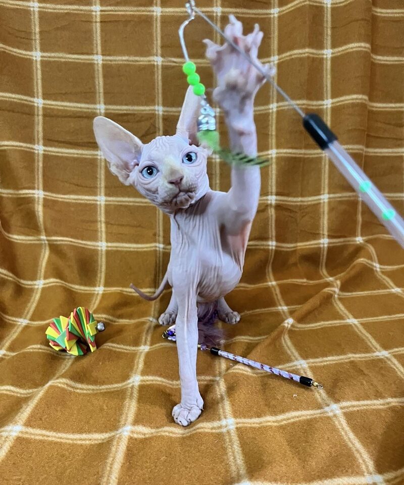 Dekster Canadian Sphynx male, red pointed