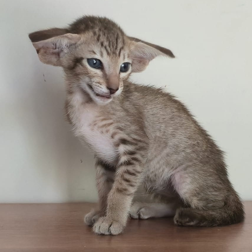 Arisha Oriental Shorthair female, chocolate tabby