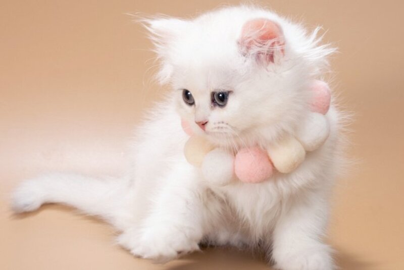 Daniella British Longhair female, black golden shaded