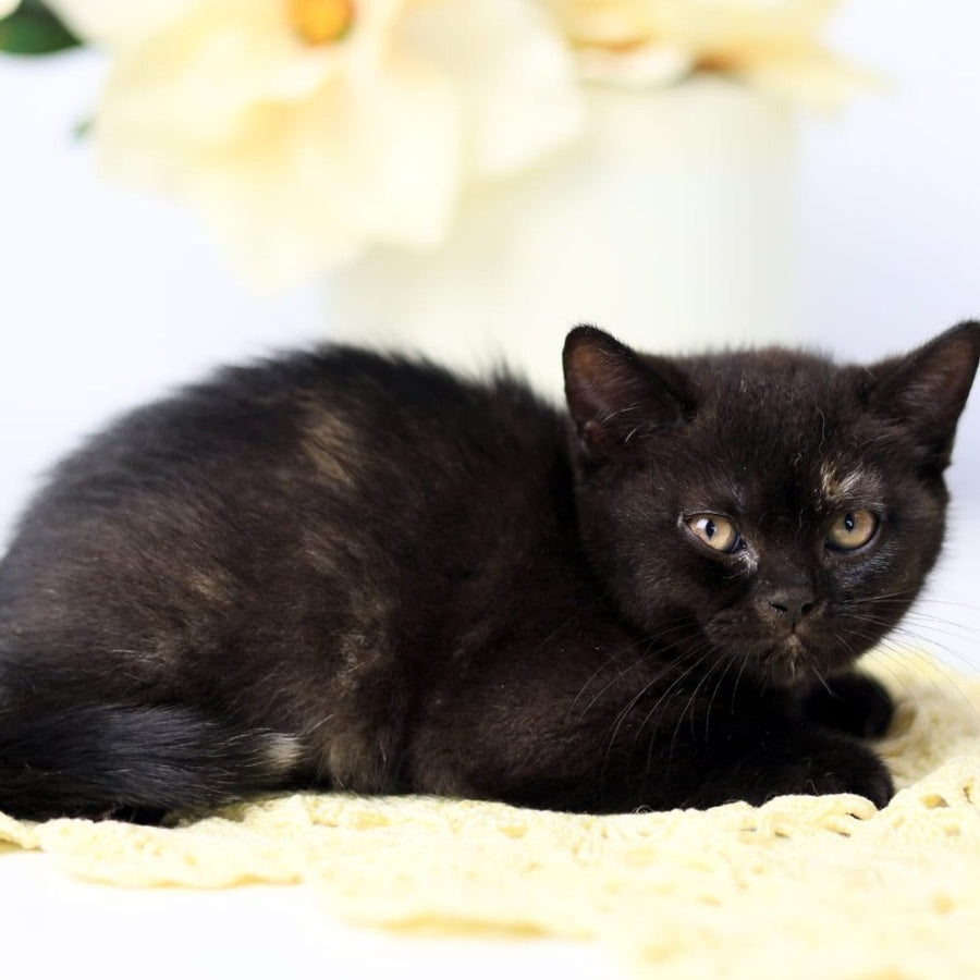 Yarina British Shorthair female, black tortie