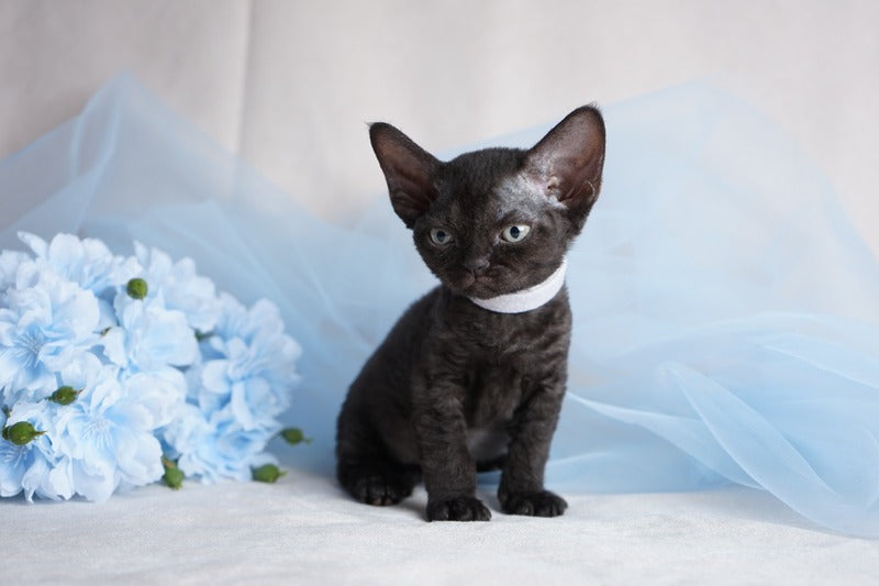 Oniks Devon Rex male, black